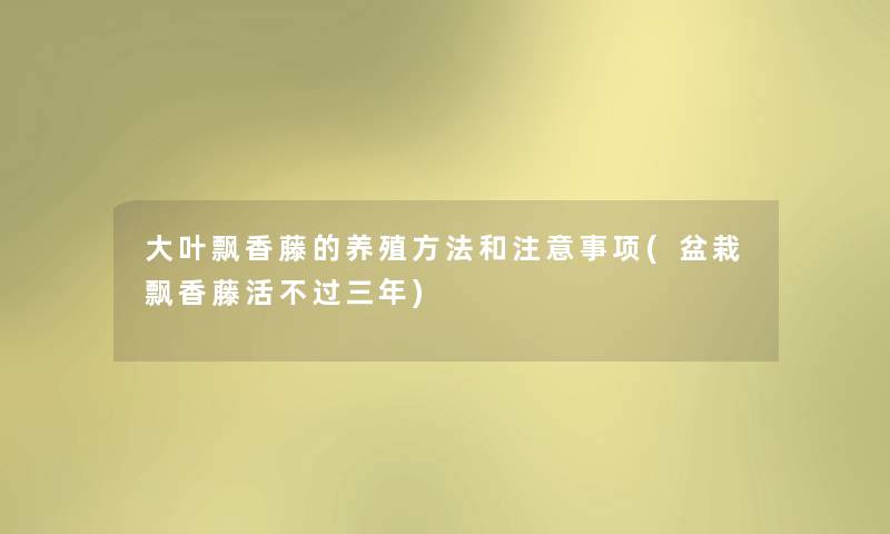 大叶飘香藤的养殖方法和事项(盆栽飘香藤活不过三年) 大叶飘香藤的养殖方法和事项(盆栽飘香藤活不过三年)
