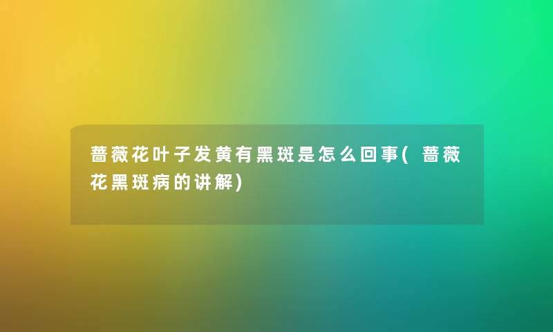 蔷薇花叶子发黄有黑斑是怎么回事(蔷薇花黑斑病的讲解) 蔷薇花叶子发黄有黑斑是怎么回事(蔷薇花黑斑病的讲解)