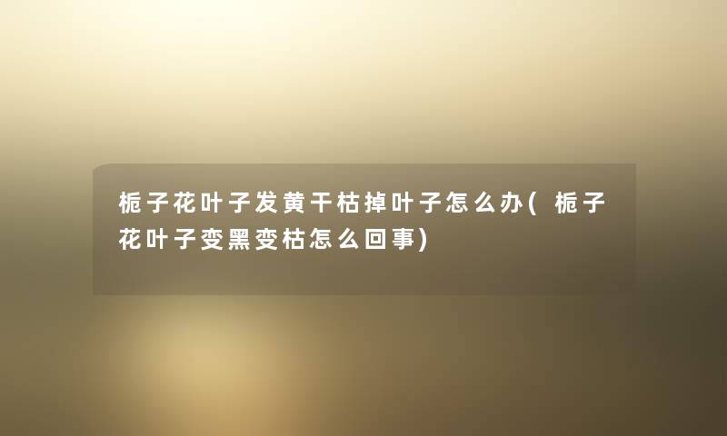 栀子花叶子发黄干枯掉叶子怎么办(栀子花叶子变黑变枯怎么回事) 栀子花叶子发黄干枯掉叶子怎么办(栀子花叶子变黑变枯怎么回事)