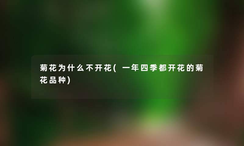 菊花为什么不开花(一年四季都开花的菊花品种) 菊花为什么不开花(一年四季都开花的菊花品种)